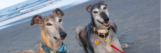 greyhoundsquared